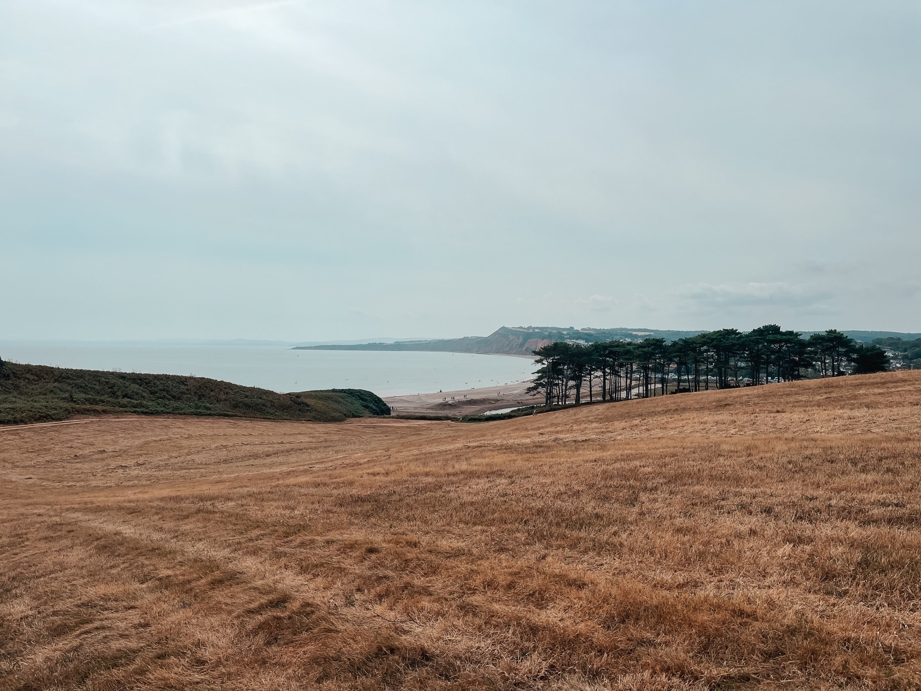 Budleigh Salterton seen from the coast path, pine trees marking the edge of town