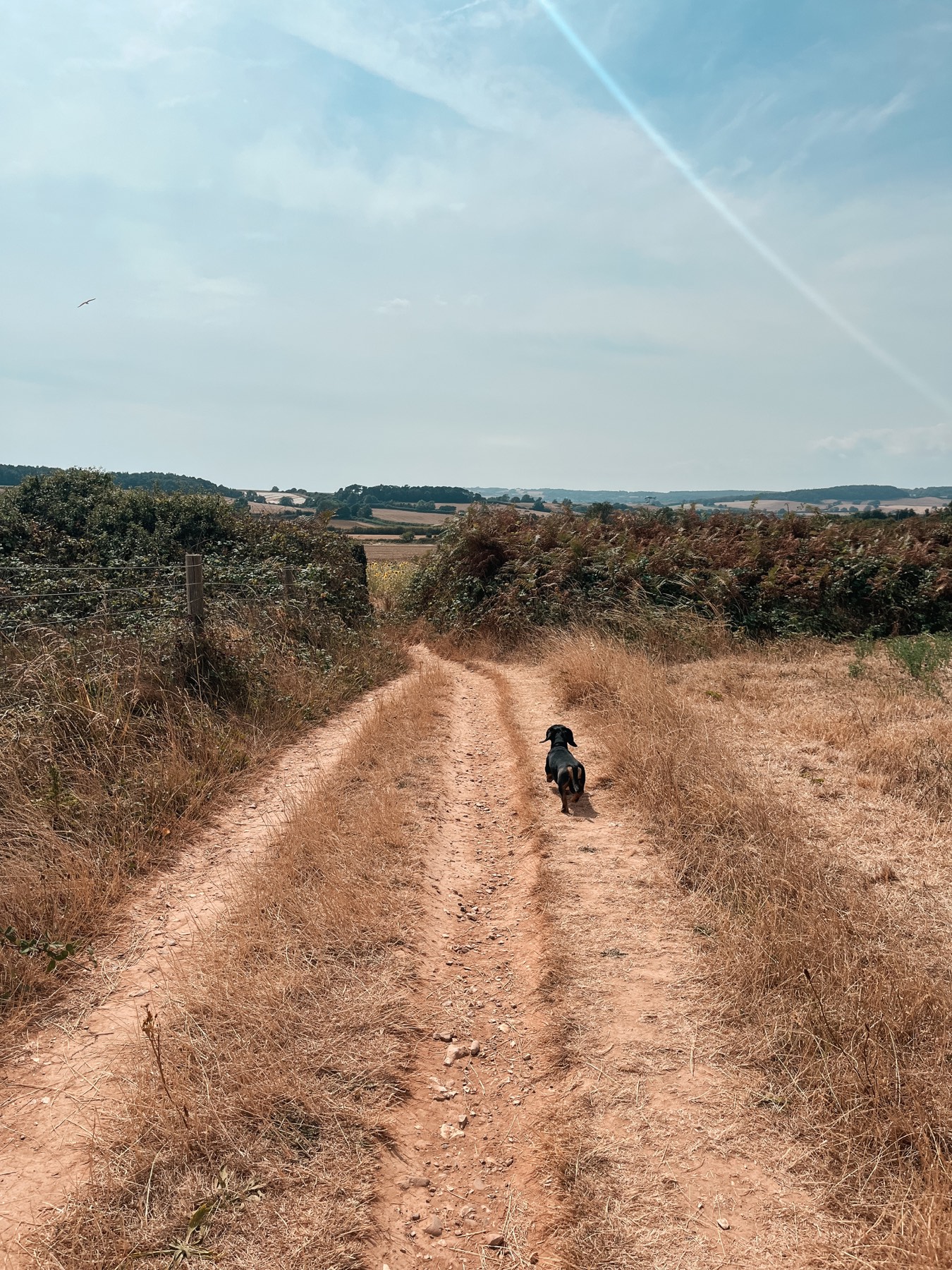 A dog on a hedge-lined farm track on the coast path