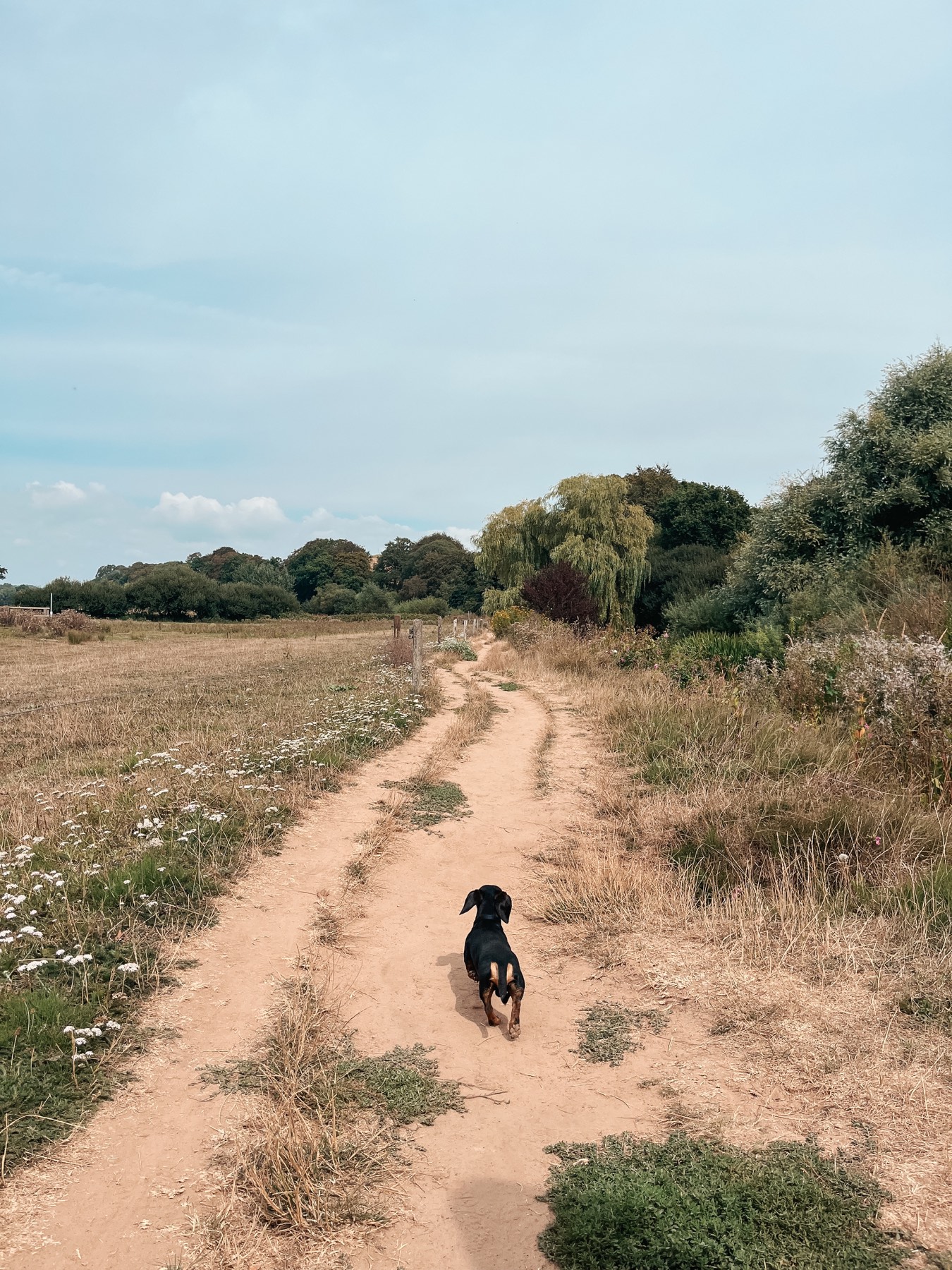 A dog on the farm track approaching Otterton