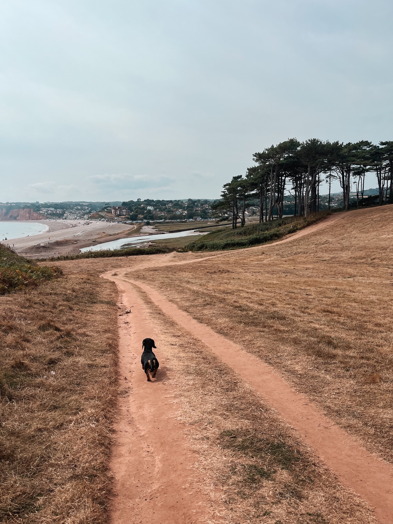 A dog running down the coast path toward Budleigh Salterton