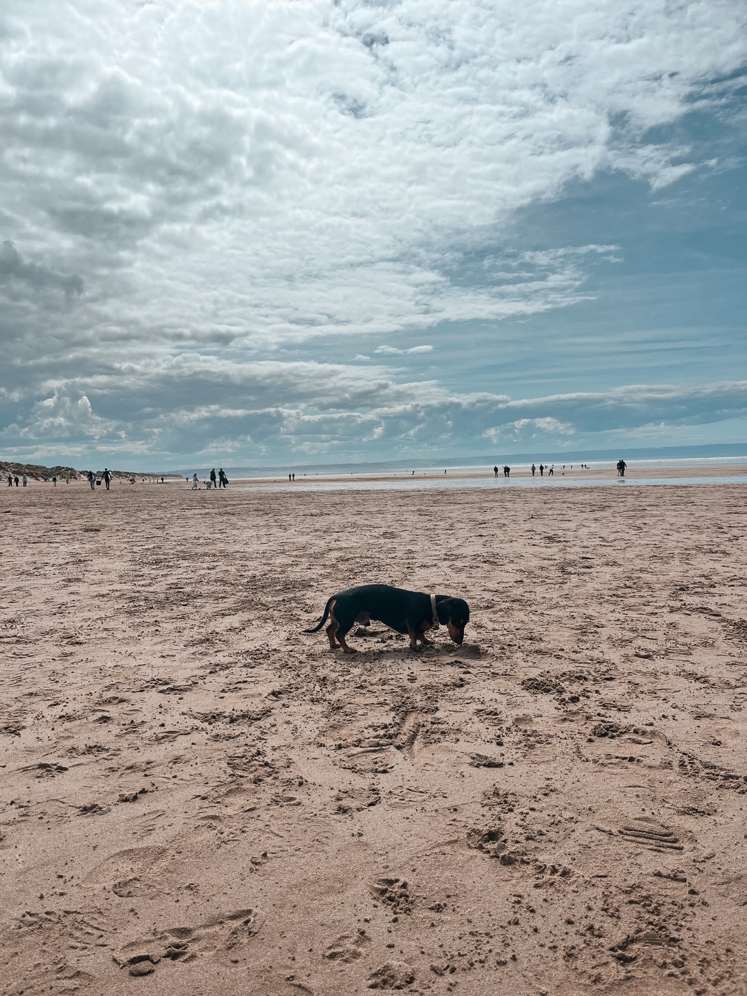 A dog on the sand at Saunton, with the low-tide beach stretching out behind