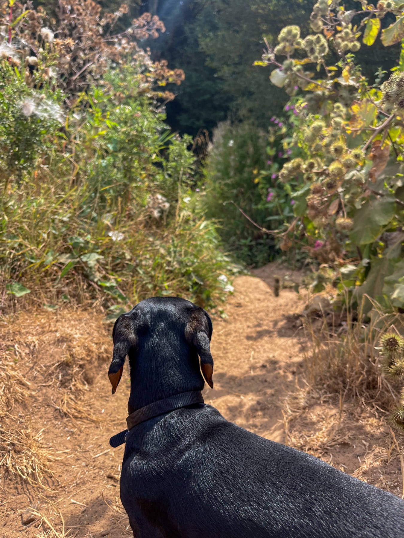 A dog on a narrow wildflower-lined path near the River Otter