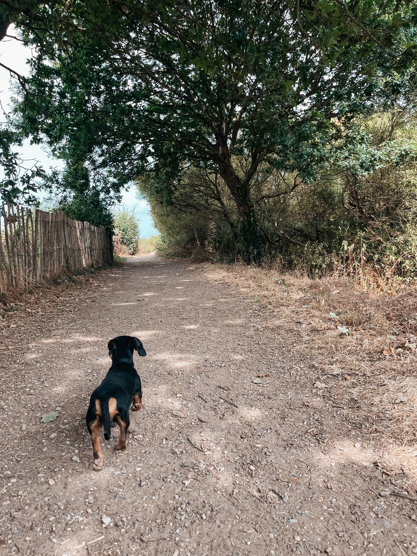 A dog walking a wooded path beside the River Otter