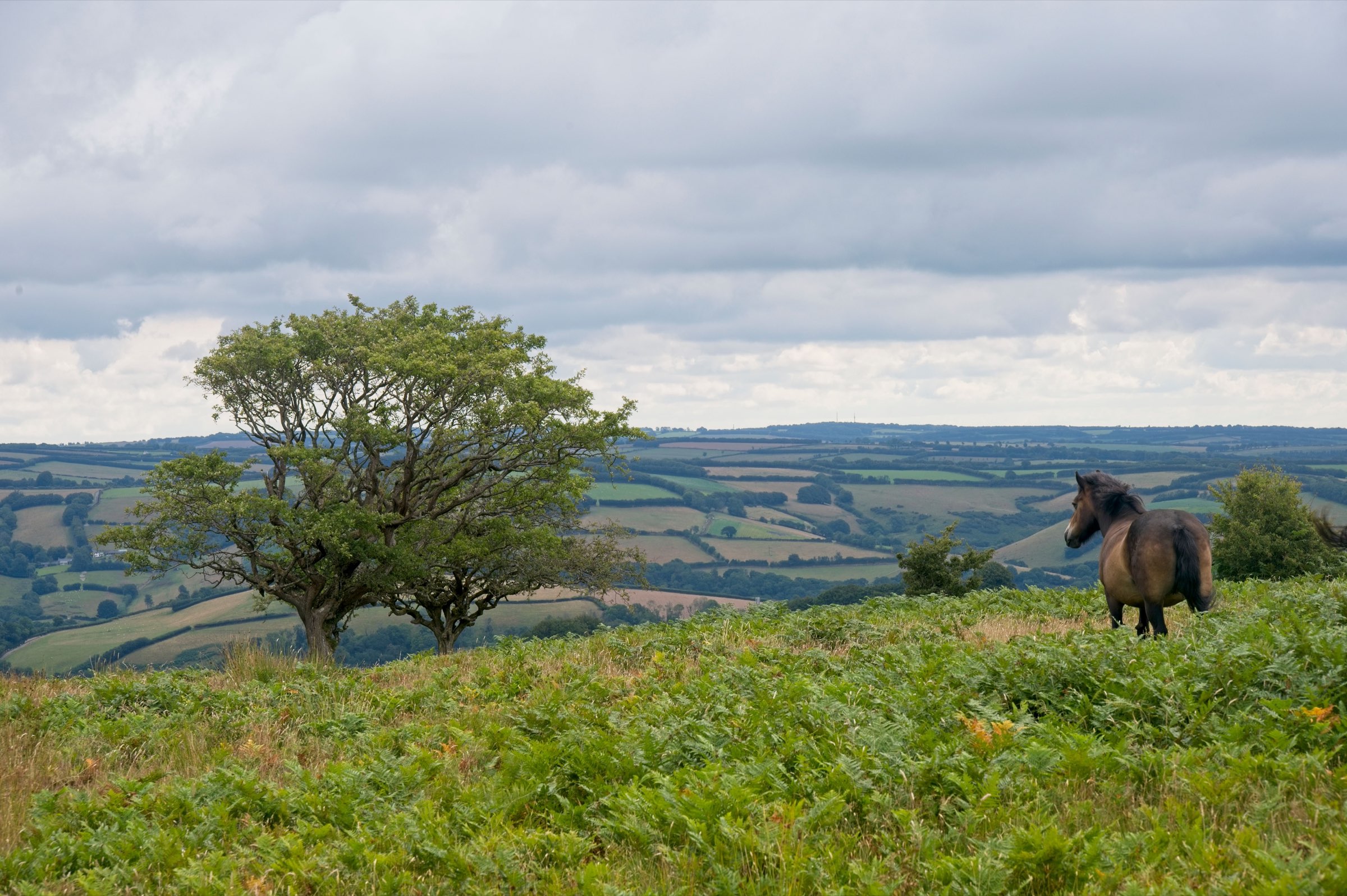 A wild Exmoor pony grazing on open moorland in Exmoor National Park
