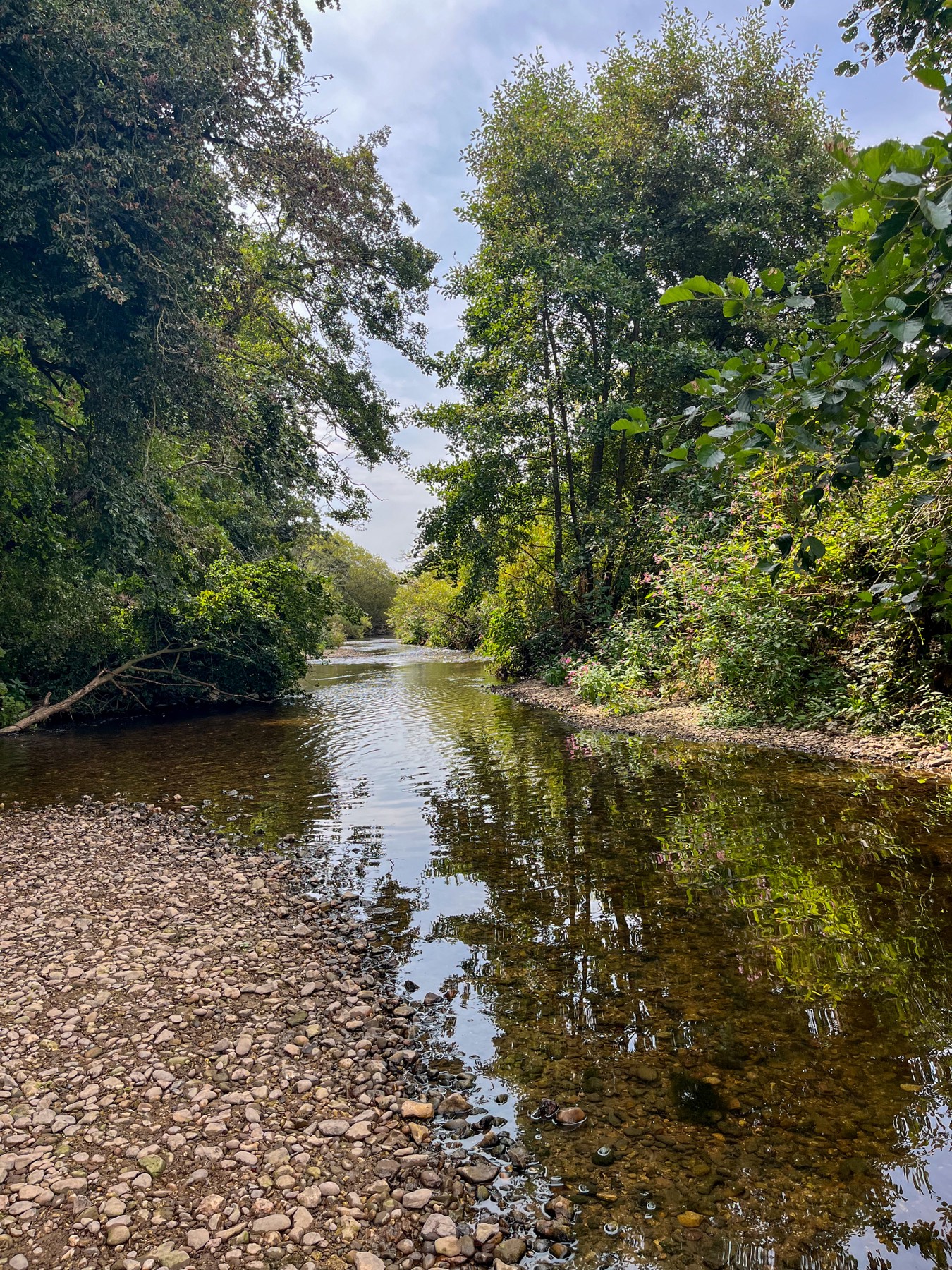 Clear shallow water and a pebble bank on the River Otter