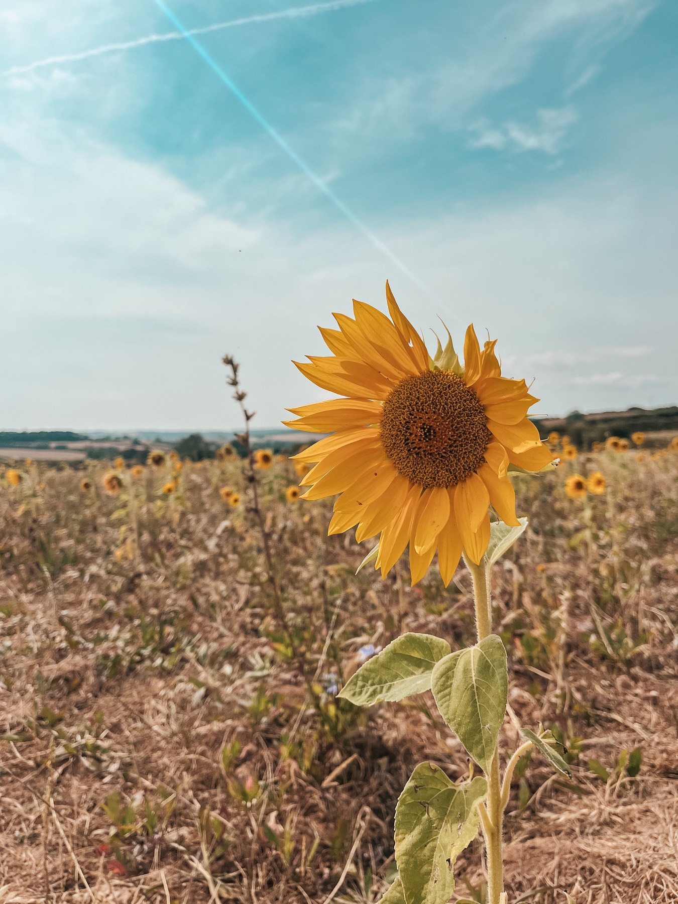 A sunflower in a field alongside the coast path in East Devon