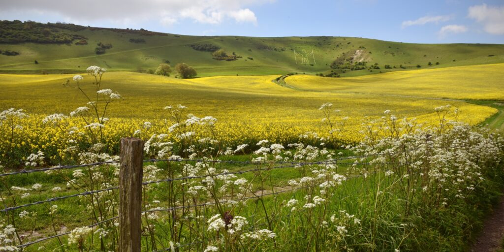 Luxury Dog Friendly Holiday Cottages Hampshire