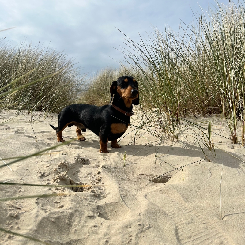 Dog Friendly Holidays Dorset