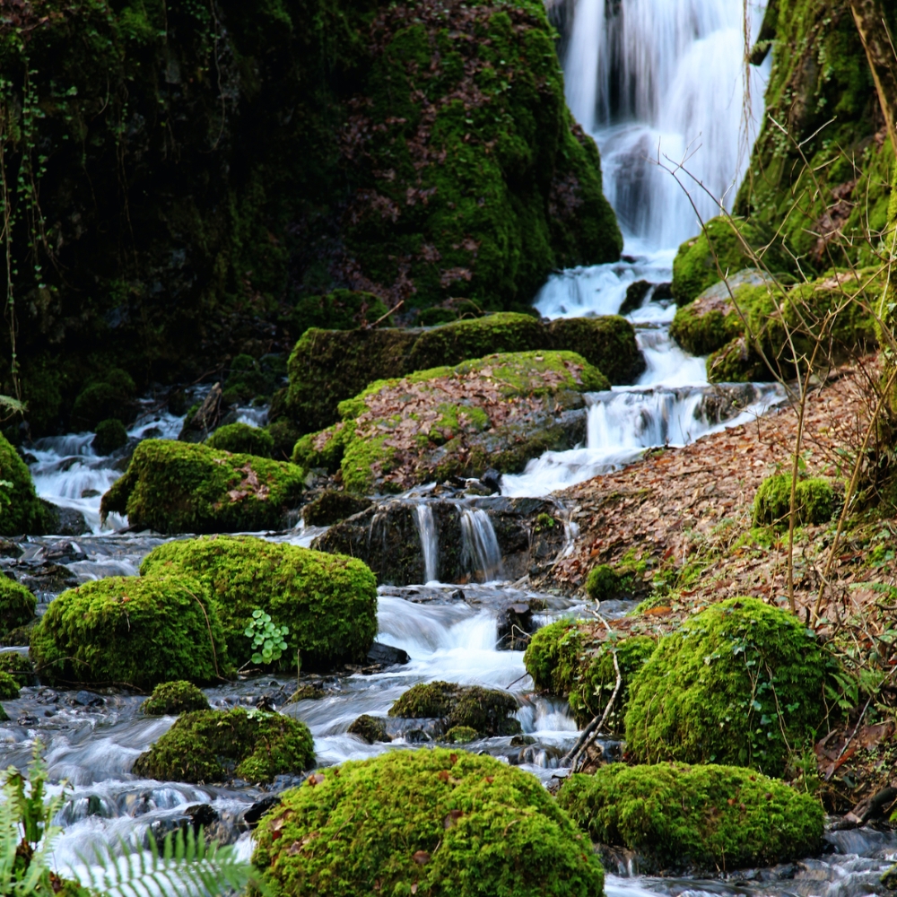 Pet Friendly Days Out Devon, Canonteign