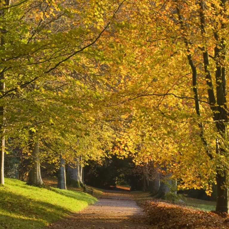 Dog Friendly Day Trips Devon, National Trust Killerton