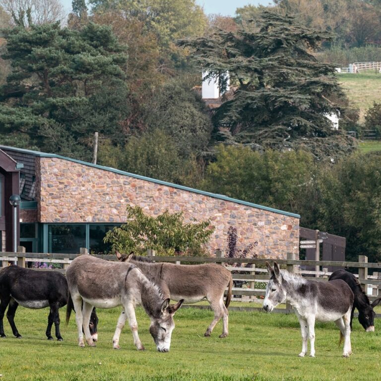 Dog Friendly Days Out Devon, Donkey Sanctuary