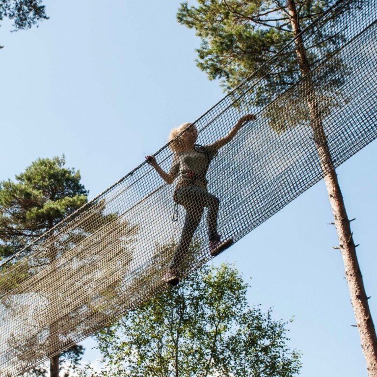 Dog Friendly Days Out, Haldon Forest Devon