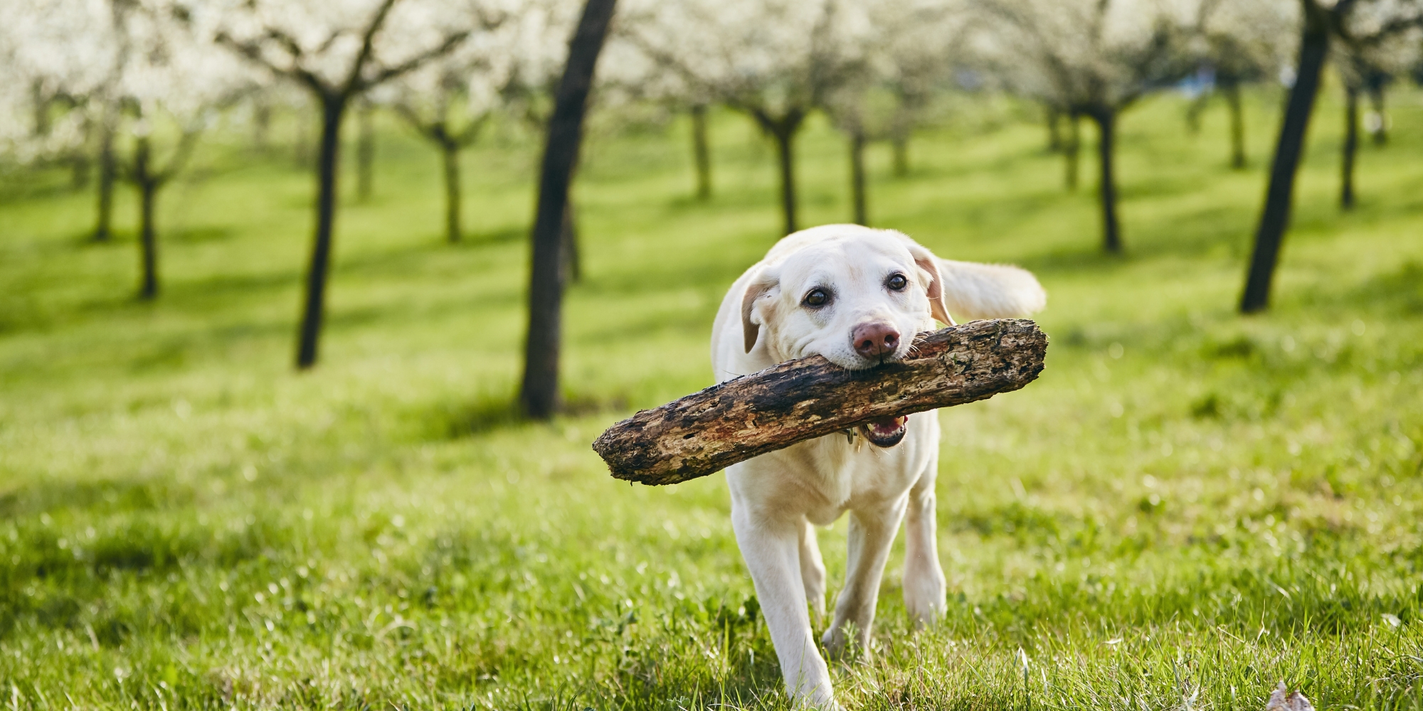 Dog fetching a stick on Lake District walk