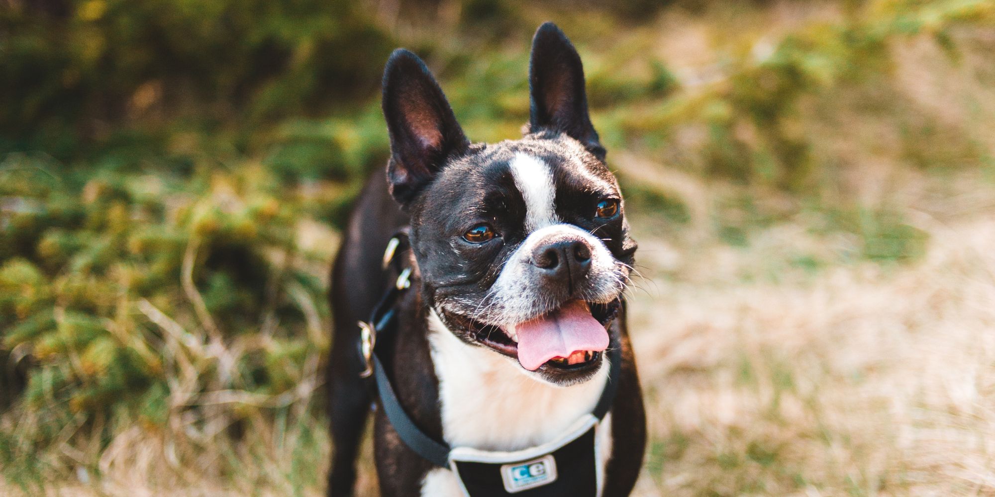 Dog on Lake District forest walk