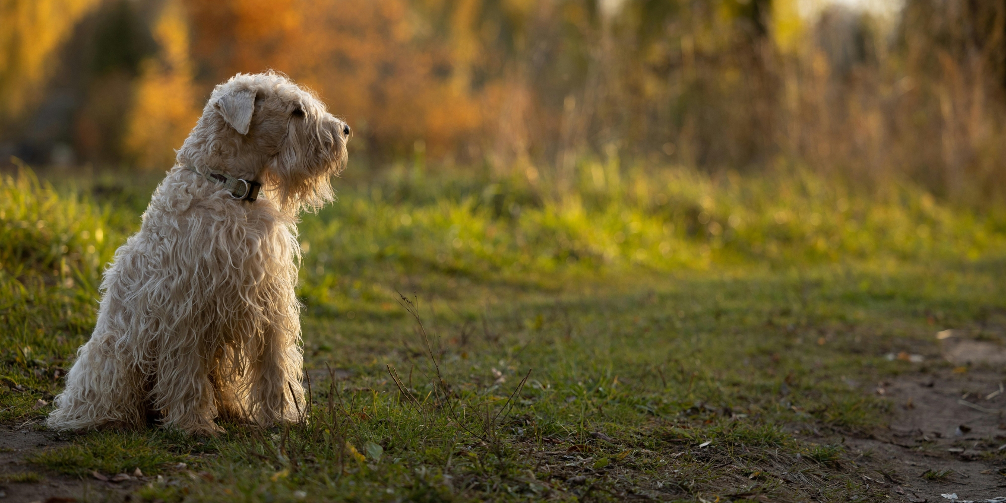 Dog walking in Lake District woodland