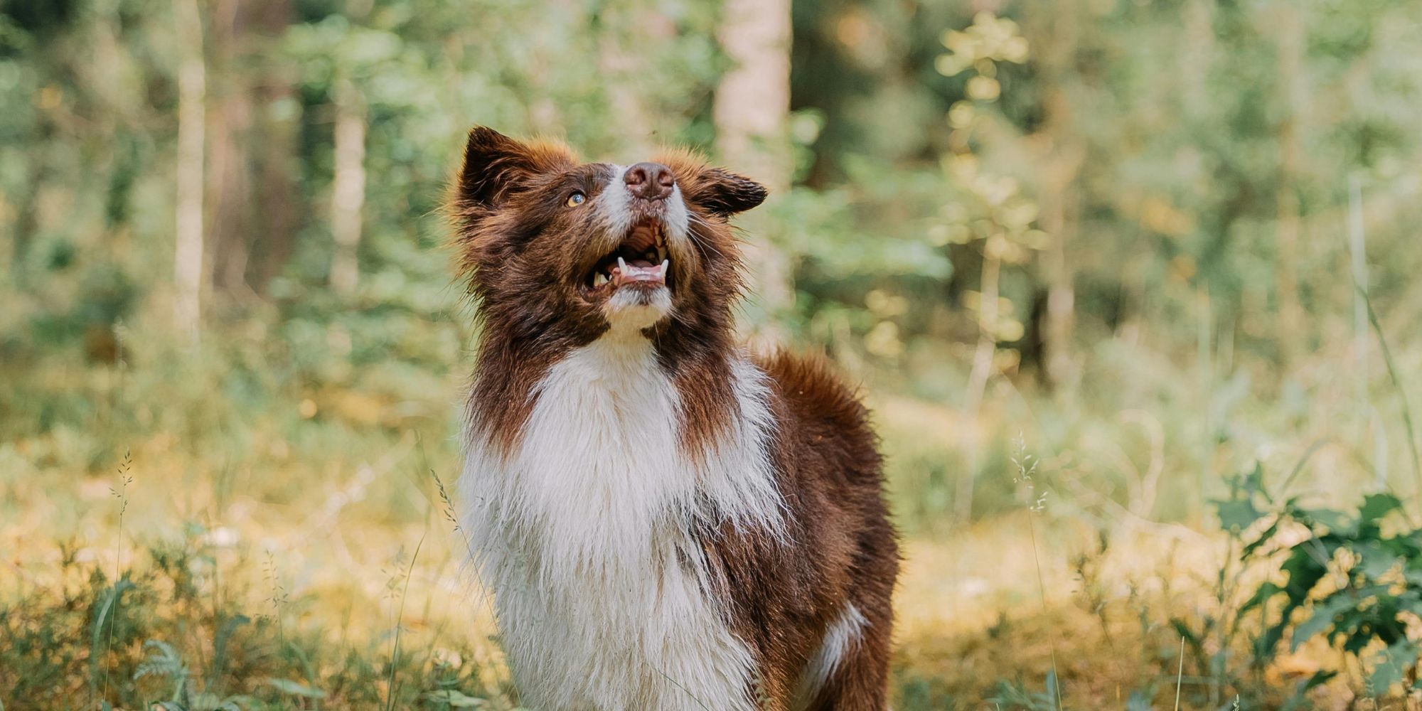 Forest walk with Collie